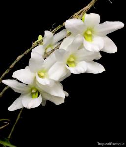 Dendrobium auriculatum
