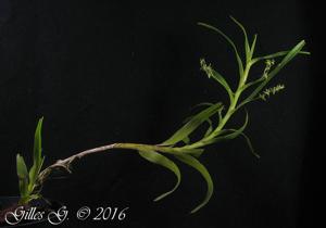Angraecum musculiferum