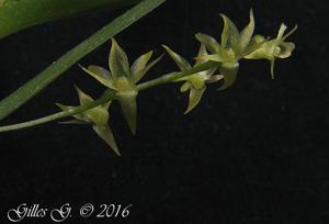 Angraecum musculiferum