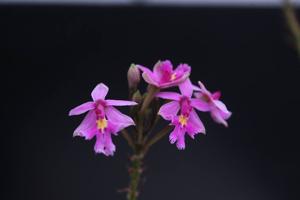 Epidendrum calanthum