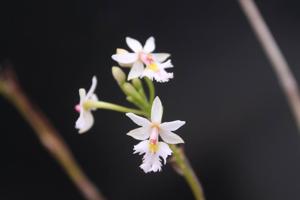 Epidendrum calanthum