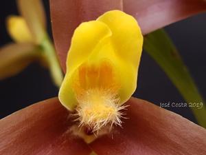 Lycaste lasioglossa