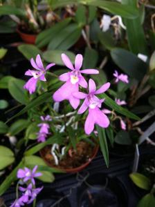 Epidendrum centropetalum