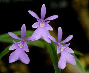 Epidendrum centropetalum