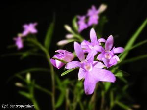 Epidendrum centropetalum