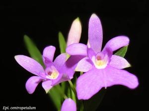 Epidendrum centropetalum