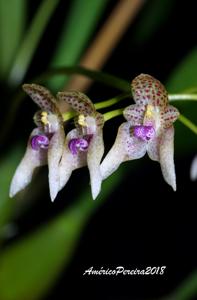 Bulbophyllum guttulatum