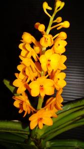 Vanda garayi