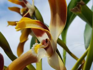 Maxillaria luteograndiflora