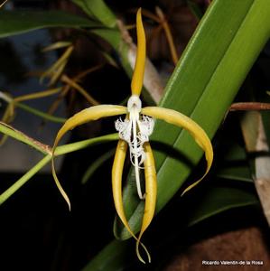 Epidendrum ciliare