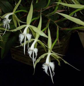 Epidendrum ciliare