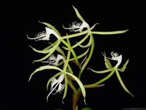 Epidendrum ciliare