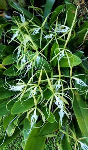 Epidendrum ciliare