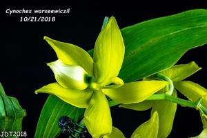 Cycnoches warszewiczii