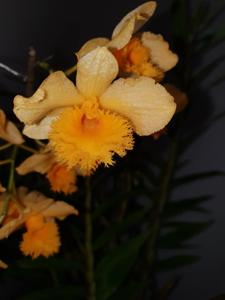 Dendrobium fimbriatum