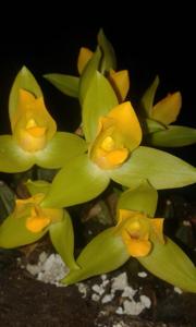 Lycaste cruenta