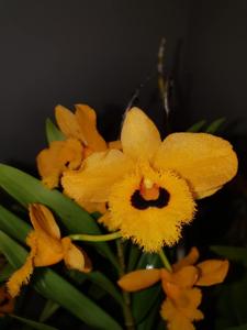 Dendrobium fimbriatum