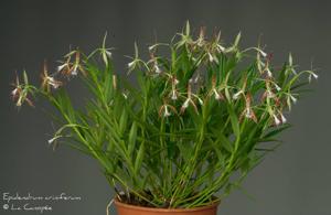 Epidendrum criniferum