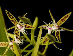 Epidendrum criniferum