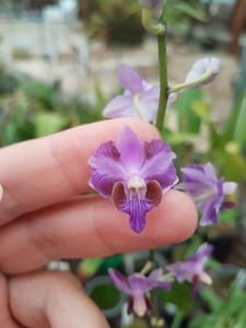 Phalaenopsis pulcherrima