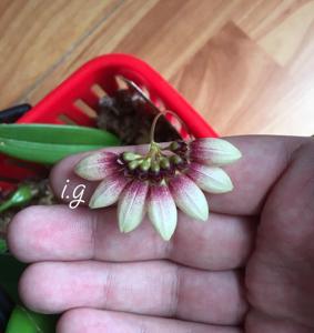 Bulbophyllum lepidum