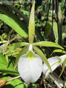 Brassavola tuberculata