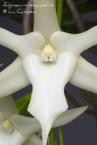 Angraecum sesquipedale