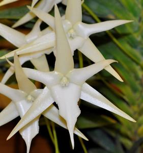 Angraecum sesquipedale