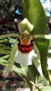 Coelogyne lawrenceana