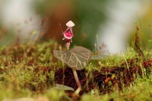 Corybas ecarinatus