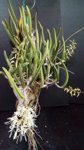 Dendrobium wassellii