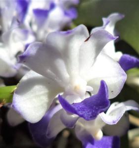 Rhynchostylis coelestis