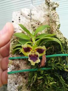 Gastrochilus retrocallus