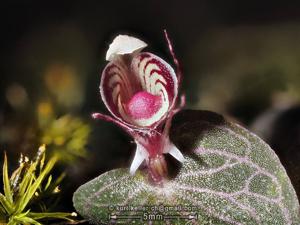 Corybas ecarinatus