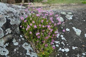 Epidendrum ellipticum