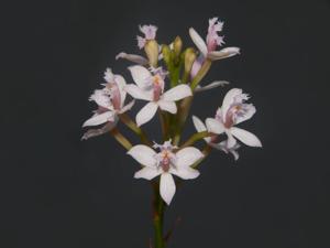 Epidendrum ellipticum