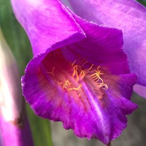 Thunia bensoniae