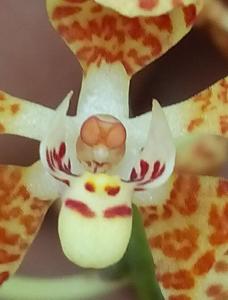 Bogoria moorei