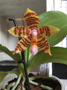 Phalaenopsis fasciata