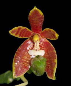 Phalaenopsis cornu-cervi