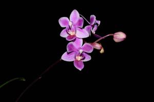 Phalaenopsis equestris