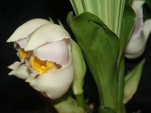 Anguloa uniflora