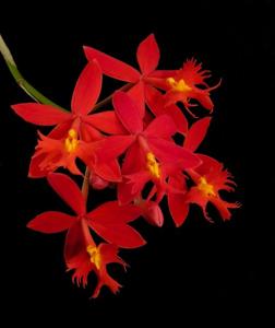 Epidendrum ibaguense