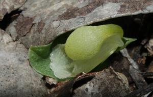 Corybas unguiculatus