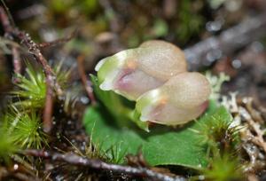 Corybas unguiculatus