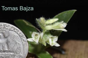 Lankesterella ceracifolia