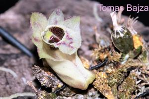 Dendrobium hekouense