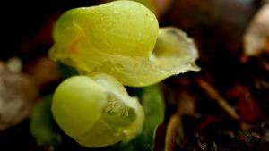 Corybas unguiculatus