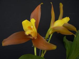 Lycaste lasioglossa