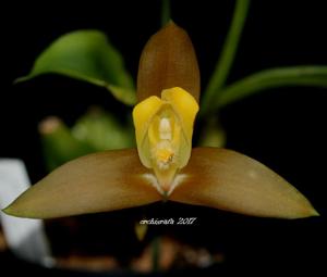 Lycaste lasioglossa